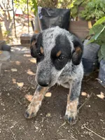 Luna, a female Australian Cattle Dog for sale in Mineral, VA – 6 of 6