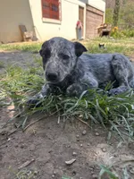 Max, a male Australian Cattle Dog for sale in Mineral, VA – 2 of 4