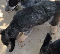 Buddy, a male Australian Cattle Dog for sale in Mineral, VA – 2 of 4