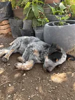 Luna, a female Australian Cattle Dog for sale in Mineral, VA – 5 of 6