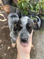 Luna, a female Australian Cattle Dog for sale in Mineral, VA – 2 of 6
