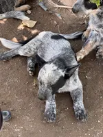 Bobby, a male Australian Cattle Dog for sale in Mineral, VA – 6 of 7