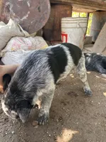 Bobby, a male Australian Cattle Dog for sale in Mineral, VA – 5 of 7
