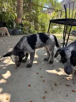 Bobby, a male Australian Cattle Dog for sale in Mineral, VA – 4 of 7