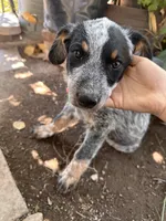 Luna, a female Australian Cattle Dog for sale in Mineral, VA – 1 of 6