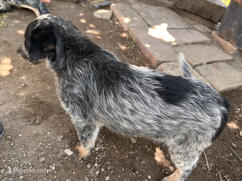 Buddy – Australian Cattle Dog puppy for sale in Mineral, VA