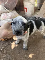 Bobby, a male Australian Cattle Dog for sale in Mineral, VA – 3 of 7