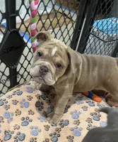 Chubbs, a male English Bulldog for sale in Orange, CA – 9 of 10