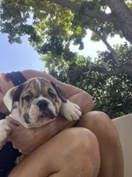 Bruno, a male English Bulldog for sale in Orange, CA – 4 of 10