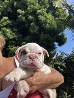 Milo, a male English Bulldog for sale in Orange, CA – 4 of 10