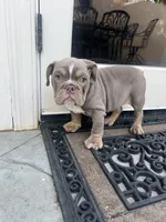Bruno, a male English Bulldog for sale in Orange, CA – 7 of 10