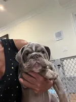 Bruno, a male English Bulldog for sale in Orange, CA – 2 of 10
