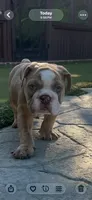 Rocco, a male English Bulldog for sale in Orange, CA – 2 of 10