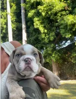 Rocco, a male English Bulldog for sale in Orange, CA – 3 of 10