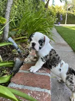 Kane, a male English Bulldog for sale in Orange, CA – 7 of 10