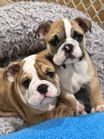 Kona, a female English Bulldog for sale in Orange, CA – 7 of 10