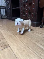 Ziggy, a male English Bulldog for sale in Orange, CA – 10 of 10