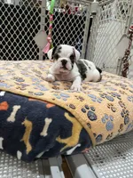Kane, a male English Bulldog for sale in Orange, CA – 8 of 10