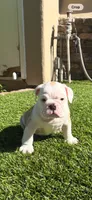Ziggy, a male English Bulldog for sale in Orange, CA – 3 of 10