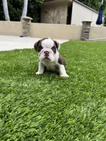 Finn, a male English Bulldog for sale in Orange, CA – 6 of 10
