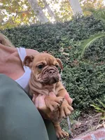 Cinnamon, a female English Bulldog for sale in Orange, CA – 2 of 10