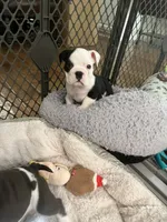 Domino, a male English Bulldog for sale in Orange, CA – 10 of 10