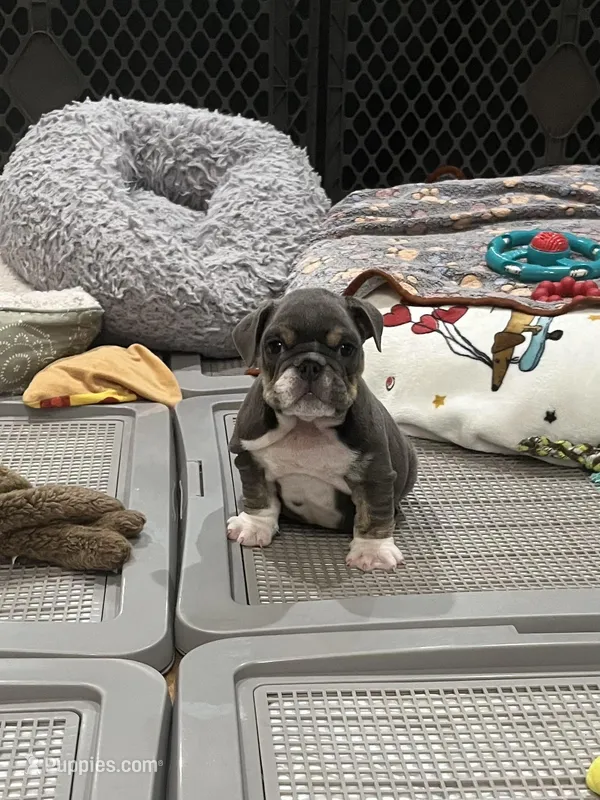 Jojo – English Bulldog puppy for sale in Orange, CA