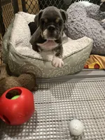 Jojo, a female English Bulldog for sale in Orange, CA – Photo 9 of 10