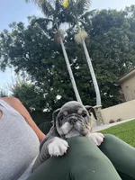 Jojo, a female English Bulldog for sale in Orange, CA – Photo 6 of 10