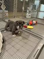 Jojo, a female English Bulldog for sale in Orange, CA – Photo 7 of 10