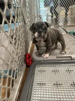 Jojo, a female English Bulldog for sale in Orange, CA – Photo 3 of 10