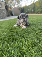 Jojo, a female English Bulldog for sale in Orange, CA – Photo 5 of 10
