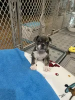 Jojo, a female English Bulldog for sale in Orange, CA – Photo 10 of 10
