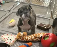 Jojo, a female English Bulldog for sale in Orange, CA – Photo 2 of 10