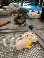 Jojo, a female English Bulldog for sale in Orange, CA – Photo 8 of 10