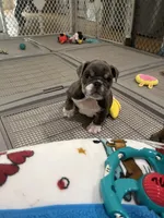 Jojo, a female English Bulldog for sale in Orange, CA – Photo 4 of 10