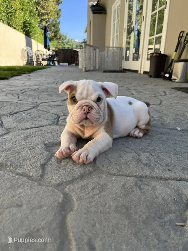 Milo – English Bulldog puppy for sale in Orange, CA