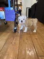 Ziggy, a male English Bulldog for sale in Orange, CA – 8 of 10