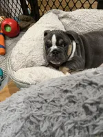 Tank, a male English Bulldog for sale in Orange, CA – Photo 8 of 10