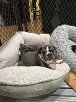 Tank, a male English Bulldog for sale in Orange, CA – Photo 2 of 10