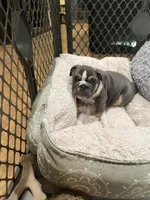 Tank, a male English Bulldog for sale in Orange, CA – Photo 3 of 10