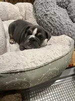 Tank, a male English Bulldog for sale in Orange, CA – Photo 7 of 10