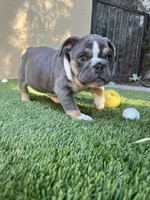 Tank, a male English Bulldog for sale in Orange, CA – Photo 10 of 10