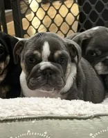 Tank, a male English Bulldog for sale in Orange, CA – Photo 4 of 10