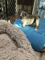 Tank, a male English Bulldog for sale in Orange, CA – Photo 9 of 10