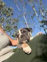 Tank, a male English Bulldog for sale in Orange, CA – Photo 5 of 10
