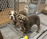 Bruno, a male English Bulldog for sale in Orange, CA – 9 of 10