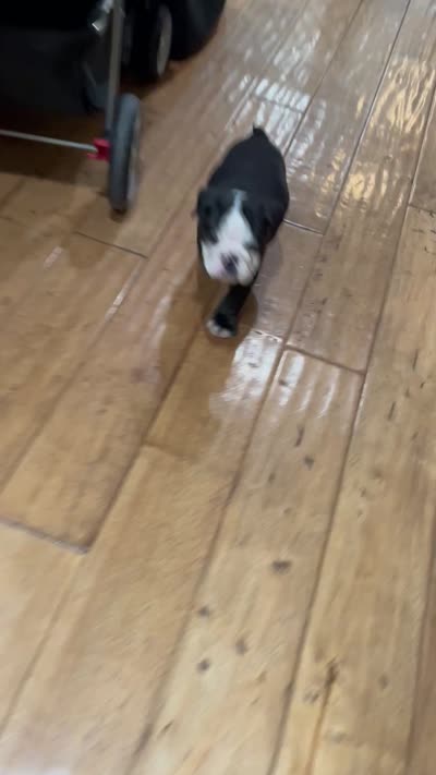 Zeus, a male English Bulldog for sale in Orange, CA – 10 of 10