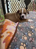 Rufus, a male English Bulldog for sale in Orange, CA – 4 of 10