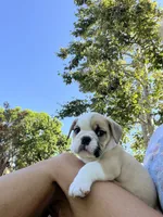Bentley, a male English Bulldog for sale in Orange, CA – 9 of 10